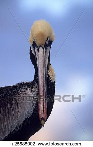 Stock Image - Brown pelican, (Pelecanus occidentalis), front portrait in breeding plumage, Monterey Bay, California, USA. Fotosearch