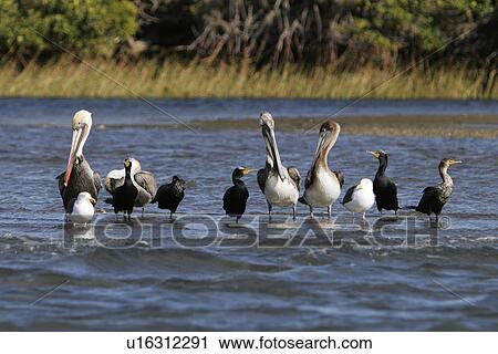 Stock Image - Brown Pelicans (Pelecanis occidentalis) Adult and juveniles standing on shore with Double-crested Cormorants and gulls in Bahia Magdalena, Baja Peninsula, Mexico.. Fotosearch