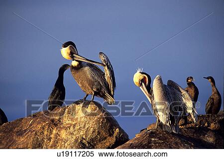 Brown pelicans (Pelecanus occidentalis) adults in breeding plumage preening Monterey Bay, California, USA View Large Photo Image Stock Photography - Brown pelicans (Pelecanus occidentalis) adults in breeding plumage preening Monterey Bay, California, USA. Fotosearch