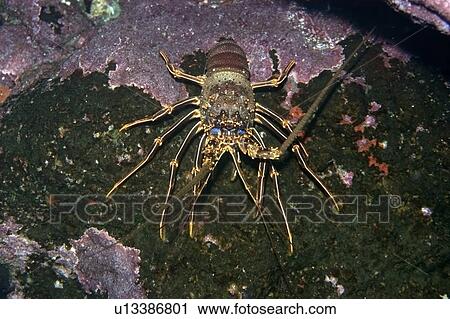 Brown spiny lobster, Panulirus echinatus, St. Peter and St. Paul's rocks, Brazil, Atlantic Ocean View Large Photo Image Stock Image - Brown spiny lobster, Panulirus echinatus, St. Peter and St. Paul's rocks, Brazil, Atlantic Ocean . Fotosearch
