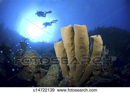 Stock Photo - Brown Tube Sponge (Agelas conifera) stand of four tubes against blue water and two scuba divers, Little Cayman Island, Cayman Island, Caribbean. Fotosearch