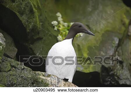 Stock Photography - Brunnich's guillemot (Uria lomvia) nesting near the Fuglefjellet cliffs (411m) on Bear Island in the Svalbard Archipeligo, which form the highest seabird cliffs in the North Atlantic Ocean. Barents Sea, Norway. In North America this bird species is know. Fotosearch