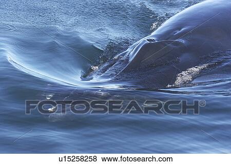 Stock Photo - Brydes Whale (Balaenoptera edeni) head showing characteristic markings.. Plettenberg Bay, South Africa.. Fotosearch
