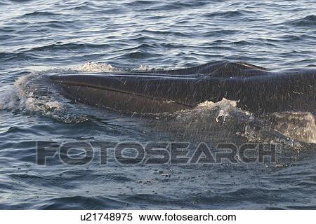 Stock Photography - Brydes Whale (Balaenoptera edeni) showing characteristic rostrum Plettenberg Bay, South Africa. Fotosearch