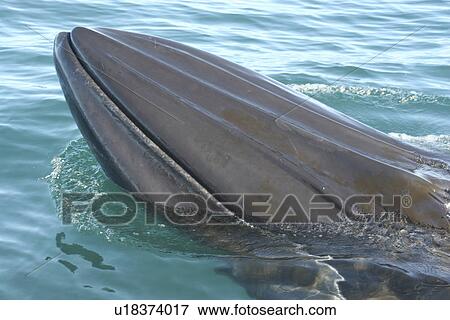 Stock Photo - Brydes Whale (Balaenoptera edeni), Very inquisitive individual. Head showing characteristic markings. Plettenberg Bay, South Africa.. Fotosearch