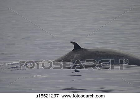 Stock Photo - Brydes Whale (Balaenoptera edeni) with pitted flanks. Azores. Fotosearch