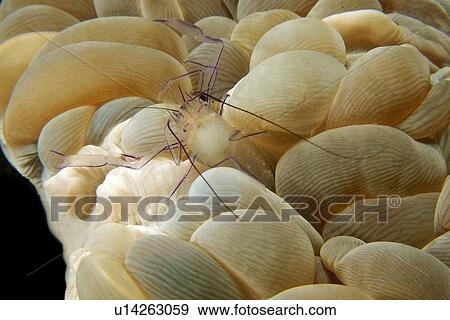 Bubble coral shrimp, Vir philippinensis, on bubble coral, Plerogyra sinuosa, Dumaguete, s Island, Philippines View Large Photo Image Stock Photo - Bubble coral shrimp, Vir philippinensis, on bubble coral, Plerogyra sinuosa, Dumaguete, s Island, Philippines. Fotosearch