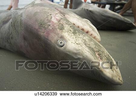 Stock Photo - Bull shark (Carcharhinus leucas). Male and female pair. (rr). Fotosearch