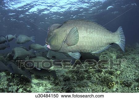 Bumphead Parrotfish (Bolbometopon muricatum) Shoal. Sipadan Island, Borneo, Malaysia (rr) View Large Photo Image Stock Image - Bumphead Parrotfish (Bolbometopon muricatum) Shoal. Sipadan Island, Borneo, Malaysia (rr). Fotosearch