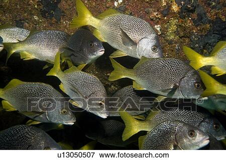 Burrito Grunt ( Anisotremus interruptus). Galapagos, Pacific Ocean View Large Photo Image Stock Photo - Burrito Grunt ( Anisotremus interruptus). Galapagos, Pacific Ocean. Fotosearch