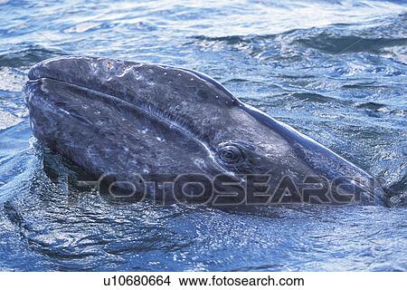 Picture - California Gray Whale (Eschrichtius robustus) calf approaches the boat (eye detail). San Ignacio Lagoon, Baja California Sur, Mexico.. Fotosearch
