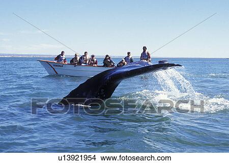 Picture - California Gray Whale (Eschrichtius robustus) Adult, fluke-up dive near whale watching boat. San Ignacio Lagoon, Baja California Sur, Mexico.. Fotosearch