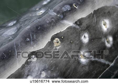California Gray Whale (Eschrichtius robustus) calf surfacing (extreme detail of the rostrum - note the sensory hairs as well as the embedded Whale Lice (Cyamus scammoni) in the calm waters of Magdalena Bay, Baja California Sur, Mexico. View Large Photo Image Picture - California Gray Whale (Eschrichtius robustus) calf surfacing (extreme detail of the rostrum - note the sensory hairs as well as the embedded Whale Lice (Cyamus scammoni) in the calm waters of Magdalena Bay, Baja California Sur, Mexico.. Fotosearch