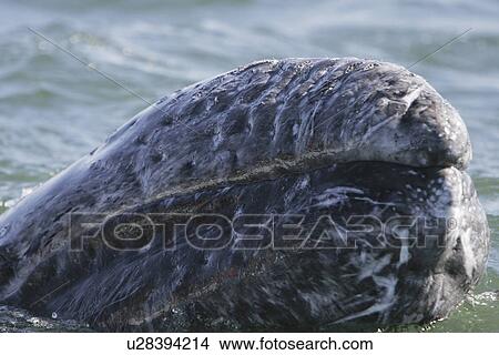 Picture - California Gray Whale (Eschrichtius robustus) calf surfacing in the calm waters of Magdalena Bay, Baja California Sur, Mexico.. Fotosearch