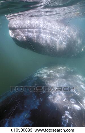 California Gray Whale (Eschrichtius robustus) curious mother and calf approach boat in the calm waters of San Ignacio Lagoon, Baja, Mexico. (rr) View Large Photo Image Stock Image - California Gray Whale (Eschrichtius robustus) curious mother and calf approach boat in the calm waters of San Ignacio Lagoon, Baja, Mexico. (rr). Fotosearch