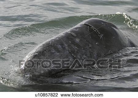 Stock Image - California Gray Whale (Eschrichtius robustus) calf surfacing (note the hair as well as the deep gash - possibly boat propeller? - on the rostrum) in the calm waters of Magdalena Bay, Baja California Sur, Mexico.. Fotosearch