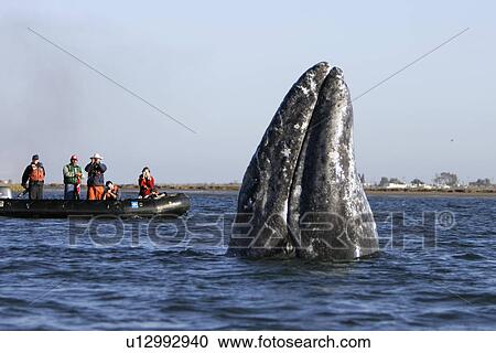 California Gray Whale (Eschrichtius robustus) spy-hopping near whale watchers. Magdalena Bay along the Pacific side of the Baja Peninsula. Pacific Ocean. View Large Photo Image Stock Image - California Gray Whale (Eschrichtius robustus) spy-hopping near whale watchers. Magdalena Bay along the Pacific side of the Baja Peninsula. Pacific Ocean.. Fotosearch