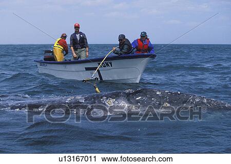 California Gray Whale (Eschrichtius robustus). Researchers placing satellite tag on adult. San Ignacio Lagoon, Baja California Sur, Mexico. No model release. View Large Photo Image Stock Image - California Gray Whale (Eschrichtius robustus). Researchers placing satellite tag on adult. San Ignacio Lagoon, Baja California Sur, Mexico. No model release.. Fotosearch