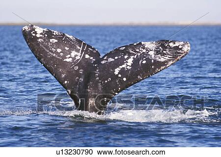 Stock Image - California Gray Whale (Eschrichtius robustus) fluke-up dive - possible courtship behaviour - in the calm waters of San Ignacio Lagoon, Baja, Mexico.. Fotosearch
