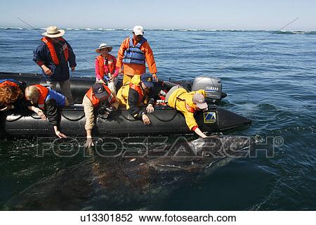 California Gray Whale (Eschrichtius robustus) calf being touched by excited whale watchers in the calm waters of San Ignacio Lagoon, Baja California Sur, Mexico. View Large Photo Image Stock Image - California Gray Whale (Eschrichtius robustus) calf being touched by excited whale watchers in the calm waters of San Ignacio Lagoon, Baja California Sur, Mexico.. Fotosearch