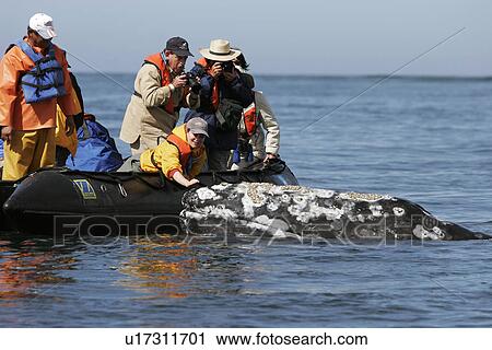 Stock Image - California Gray Whale (Eschrichtius robustus) Adult with excited whale watchers in the calm waters of San Ignacio Lagoon, Baja California Sur, Mexico.. Fotosearch