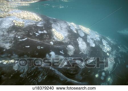 Stock Image - California Gray Whale (Eschrichtius robustus) underwater (eye detail) in the calm waters of San Ignacio Lagoon, Baja, Mexico.. Fotosearch