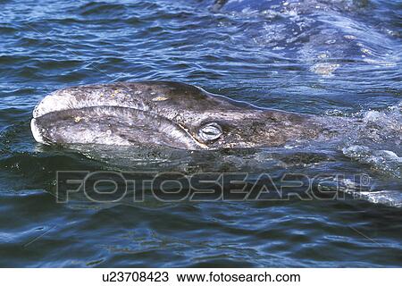 Stock Image - California Gray Whale (Eschrichtius robustus) mother and calf in the calm waters of San Ignacio Lagoon, Baja, Mexico.. Fotosearch