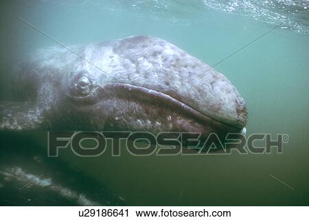 Stock Image - California Gray Whale (Eschrichtius robustus) calf underwater in San Ignacio Lagoon, BCS, Mexico.. Fotosearch