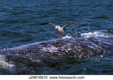 Stock Image - California Gray Whale (Eschrichtius robustus) with juvenile gull landing on it's back. San Ignacio Lagoon, Baja, Mexico.. Fotosearch