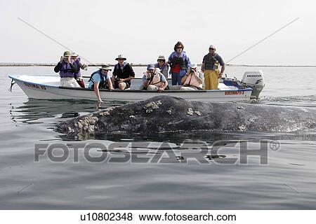 Stock Photo - California Gray Whale (Eschrichtius robustus) surfacing near whale watchers. San Ignacio lagoon along the Pacific side of the Baja Peninsula, Pacific Ocean.. Fotosearch