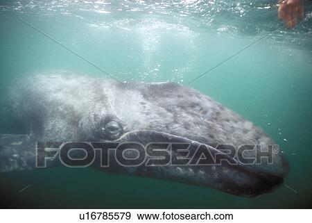California Gray Whale (Eschrichtius robustus) Curious calf approaches boat in the calm waters of San Ignacio Lagoon, Baja, Mexico. (rr) View Large Photo Image Stock Photo - California Gray Whale (Eschrichtius robustus) Curious calf approaches boat in the calm waters of San Ignacio Lagoon, Baja, Mexico. (rr). Fotosearch