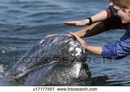 California Gray Whale (Eschrichtius robustus) calf being touched by excited whale watchers in the calm waters of San Ignacio Lagoon, Baja California Sur, Mexico. View Large Photo Image Stock Photo - California Gray Whale (Eschrichtius robustus) calf being touched by excited whale watchers in the calm waters of San Ignacio Lagoon, Baja California Sur, Mexico.. Fotosearch