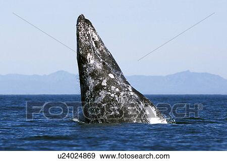 Stock Photo - California Gray Whale (Eschrichtius robustus) adult breaching. San Ignacio Lagoon, BCS, Mexico.. Fotosearch