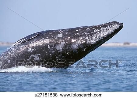 California Gray Whale (Eschrichtius robustus) Adult breaching. San Ignacio Lagoon, Baja, Mexico. View Large Photo Image Stock Photo - California Gray Whale (Eschrichtius robustus) Adult breaching. San Ignacio Lagoon, Baja, Mexico.. Fotosearch