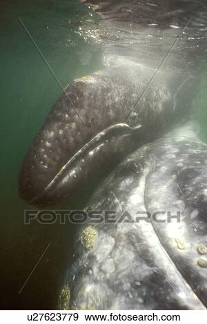 Stock Photo - California Gray Whale (Eschrichtius robustus) mother and calf underwater. San Ignacio Lagoon, BCS, Mexico. . Fotosearch