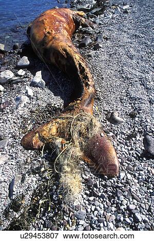 California Gray Whale (Eschrichtius robustus) Beached calf stranded by gill net around flukes. Isla Tiburon in the Gulf of California (Sea of Cortez), Mexico. View Large Photo Image Stock Photo - California Gray Whale (Eschrichtius robustus) Beached calf stranded by gill net around flukes. Isla Tiburon in the Gulf of California (Sea of Cortez), Mexico.. Fotosearch