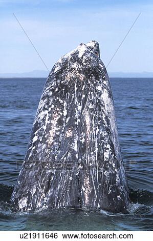 California Gray Whale (Eschrichtius robustus) Adult spy-hopping in the calm waters of San Ignacio Lagoon, Baja, Mexico. View Large Photo Image Stock Photograph - California Gray Whale (Eschrichtius robustus) Adult spy-hopping in the calm waters of San Ignacio Lagoon, Baja, Mexico.. Fotosearch
