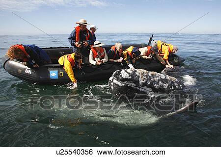Stock Photograph - California Gray Whale (Eschrichtius robustus) Adult approaches excited whale watchers in the calm waters of San Ignacio Lagoon, Baja California Sur, Mexico. No model releases.. Fotosearch