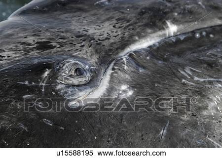 California Gray Whale (Eschrichtius robustus) calf surfacing (note eye and mouth line) in the calm waters of Magdalena Bay, Baja California Sur, Mexico. View Large Photo Image Stock Photography - California Gray Whale (Eschrichtius robustus) calf surfacing (note eye and mouth line) in the calm waters of Magdalena Bay, Baja California Sur, Mexico.. Fotosearch