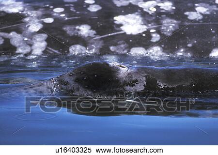 California Gray Whale (Eschrichtius robustus) calf surfacing in front of mother in the calm waters of San Ignacio Lagoon, Baja, Mexico. View Large Photo Image Stock Photography - California Gray Whale (Eschrichtius robustus) calf surfacing in front of mother in the calm waters of San Ignacio Lagoon, Baja, Mexico.. Fotosearch