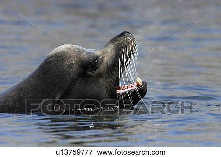 Stock Photo - California Sea Lion bull (Zalophus californianus) swimming (note the large sagital crest on the skull, indicative of mature males) in the midriff islands of the Gulf of California (Sea of Cortez), Mexico.. Fotosearch