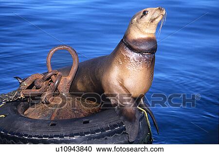 California sea lion, (Zalophus californianus), with net cutting into neck, example of marine pollution, Monterey Bay, California, USA View Large Photo Image Stock Image - California sea lion, (Zalophus californianus), with net cutting into neck, example of marine pollution, Monterey Bay, California, USA. Fotosearch