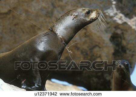 California Sea Lion (Zalophus californianus) with deadly necklace of gill net around its neck. Gulf of California (Sea of Cortez), Mexico. View Large Photo Image Stock Image - California Sea Lion (Zalophus californianus) with deadly necklace of gill net around its neck. Gulf of California (Sea of Cortez), Mexico.. Fotosearch