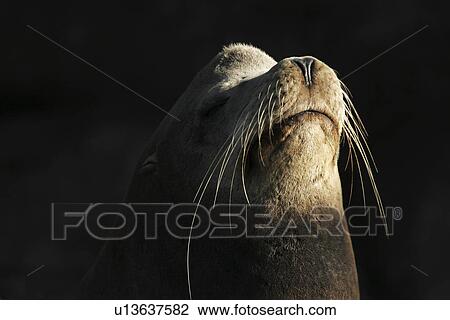 California Sea Lion (Zalophus californianus) Portrait of an adult in the Gulf of California (Sea of Cortez), Mexico. View Large Photo Image Stock Image - California Sea Lion (Zalophus californianus) Portrait of an adult in the Gulf of California (Sea of Cortez), Mexico.. Fotosearch