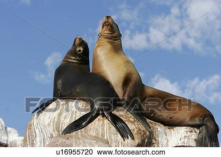 Stock Image - California Sea Lion (Zalophus californianus) mother and pup hauled out at Los Islotes in the Gulf of California (Sea of Cortez), Mexico.. Fotosearch