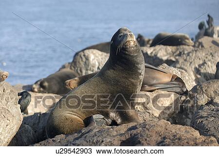 California sea lion (Zalophus californianus) Large bull, note sagital crest, Monterey Bay, California, USA, Pacific Ocean, National Marine Sanctuary View Large Photo Image Stock Image - California sea lion (Zalophus californianus) Large bull, note sagital crest, Monterey Bay, California, USA, Pacific Ocean, National Marine Sanctuary. Fotosearch