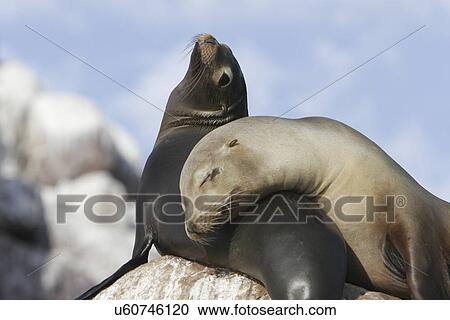 Stock Image - California Sea Lion (Zalophus californianus) mother and pup. Los Islotes in the Gulf of California (Sea of Cortez), Mexico.. Fotosearch