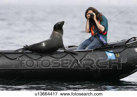 California Sea Lion (Zalophus californianus) Young hauled out on Zodiac near photographer at Los Islotes in the Gulf of California (Sea of Cortez), Mexico. Model released. View Large Photo Image Stock Photo - California Sea Lion (Zalophus californianus) Young hauled out on Zodiac near photographer at Los Islotes in the Gulf of California (Sea of Cortez), Mexico. Model released.. Fotosearch