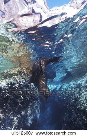 California Sea Lion (Zalophus californianus) pup playing in crystal-clear reflected waters. Los Islotes in the Gulf of California (Sea of Cortez), Mexico. View Large Photo Image Stock Photo - California Sea Lion (Zalophus californianus) pup playing in crystal-clear reflected waters. Los Islotes in the Gulf of California (Sea of Cortez), Mexico.. Fotosearch