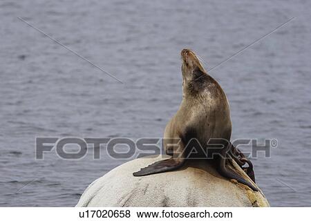 Stock Photo - California sea lion, Zalophus californianus, on basking on boat mooring Monterey, California, USA. Fotosearch
